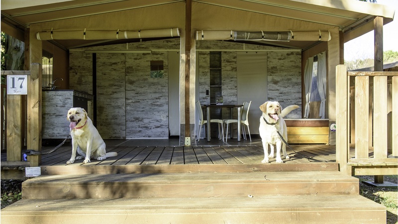  Dog-Friendly Lodge Tent - Camping Village Rocchette a Castiglione della Pescaia 
